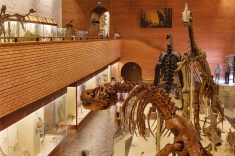 Палеонтологический музей приглашает шахматистов на открытый турнир