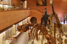 ПШС проведет турнир в Палеонтологическом музее